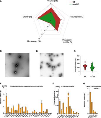 Altered ureido protein modification profiles in seminal plasma extracellular vesicles of non-normozoospermic men